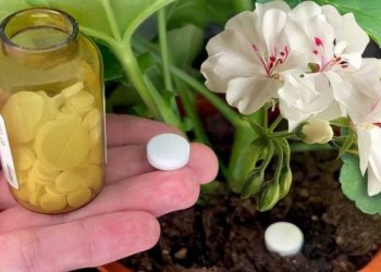 1 Tablette reicht aus, um jede Hausblume zum Blühen zu bringen: Sie erwacht sofort zum Leben