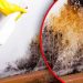 Der natürliche Trick, um Schimmel aus dem Haus zu entfernen-Er verschwindet in 1 Stunde ohne Chemie