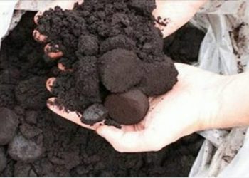 Kaffeesatz ist der beste Freund des Gärtners: 10 clevere Anwendungen