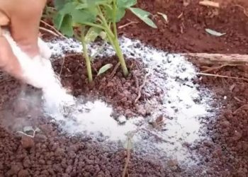 Backpulver ist der beste Freund eines Gärtners: Hier sind 10 clevere Anwendungen im Garten