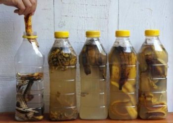 Bananenschalen in 1 Flasche Wasser einweichen – Die Lösung für ein großes Problem