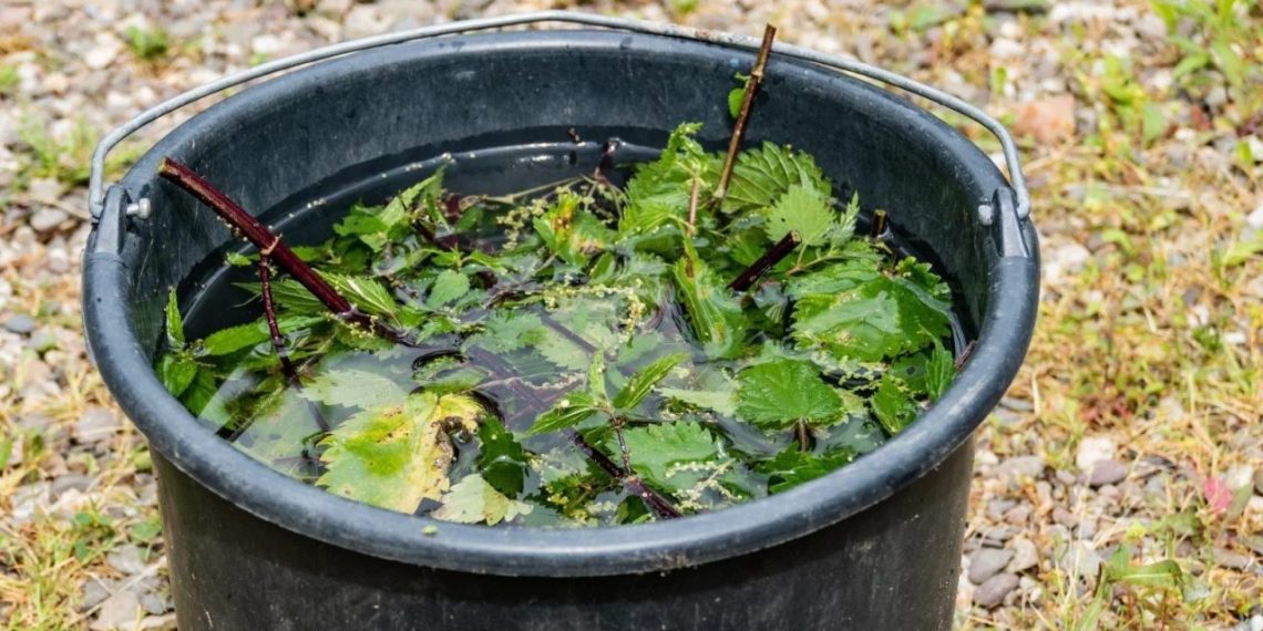 Brennnesselmazerat: Der stärkste Dünger, das beste Pestizid, wie man es zubereitet und alle seine Verwendungsmöglichkeiten!