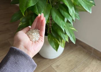 Nachdem Sie die Bohnen gut abgespült haben, müssen Sie sie etwa 45 Minuten lang in einer Schüssel stehen lassen. Nachdem Sie diese Zeit geduldig abgewartet haben, können Sie das Wasser aus dem Reis durch ein spezielles Sieb filtern . An diesem Punkt erhalten Sie Reiswasser. In die Gießkanne müssen Sie jedoch nicht nur Reiswasser, sondern auch normales Wasser geben. Für jeden Teil Reiswasser werden im Durchschnitt zwei Teile fließendes Wasser benötigt . Sobald dieser Vorgang durchgeführt wurde, können Sie die Pflanzen bedenkenlos gießen . Unser Rat ist, mindestens alle 5–7 Tage Reiswasser zu verwenden . Sie werden merken, wie die Pflanzen besser, üppiger und kräftiger wachsen. Schließlich ist Reis auch ein wirksames natürliches Pestizid und Insektizid . Insekten, die das Pflanzenwachstum behindern und Ihren Garten befallen, werden dank des Allothalloquinons im Reis vollständig eliminiert.