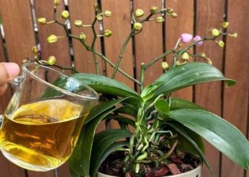 Nur 1 Tasse pro Monat reicht aus: Sowohl Blumen als auch Wurzeln blühen das ganze Jahr über