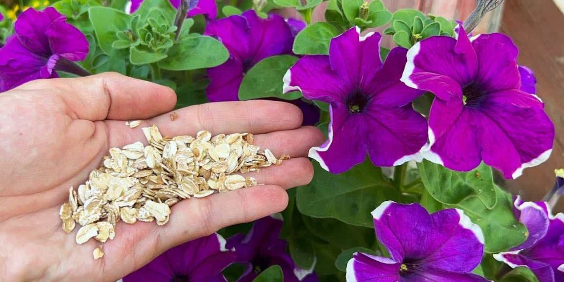Orchideen, Petunien, Rosen, Geranien und viele andere Pflanzen blühen