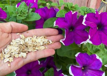 Orchideen, Petunien, Rosen, Geranien und viele andere Pflanzen blühen ohne Unterbrechung