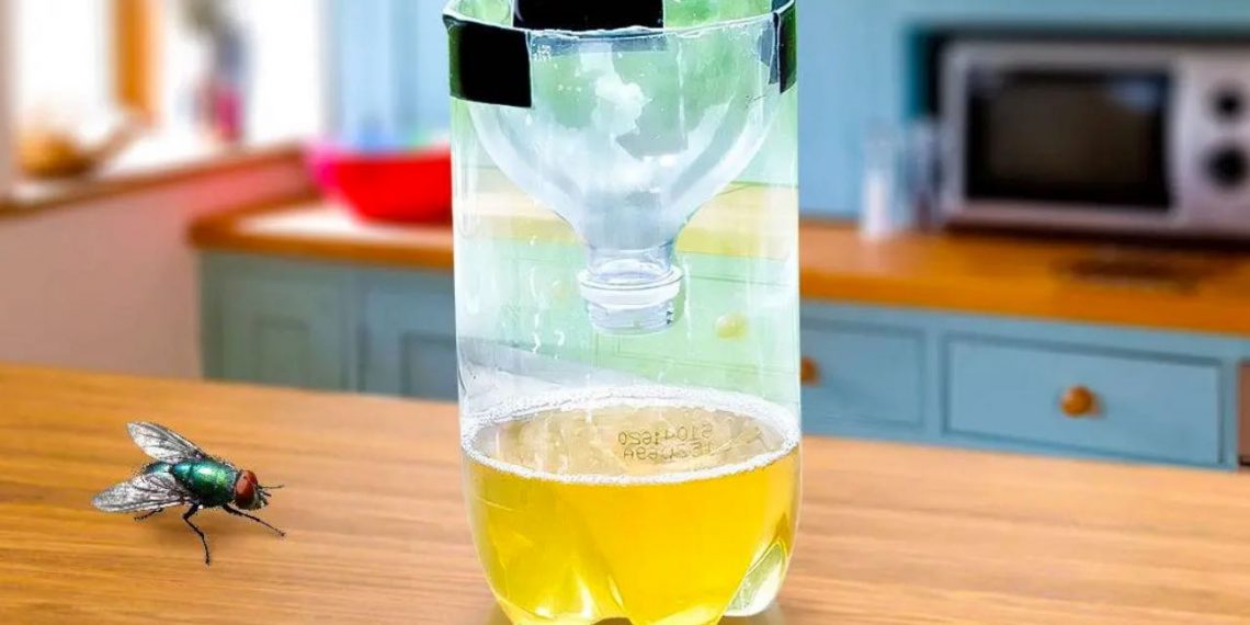 Stellen Sie das in die Küche, nach 10 Minuten sehen Sie keine Fliegen mehr herumfliegen