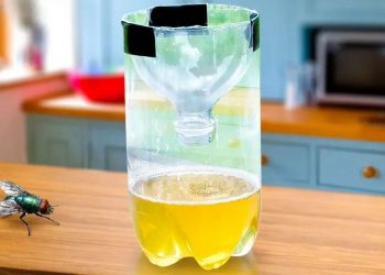 Stellen Sie das in die Küche, nach 10 Minuten sehen Sie keine Fliegen mehr herumfliegen
