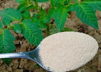 Gemüsegarten: Tomaten, Paprika und Gurken verdoppeln sich mit dieser Ergänzung