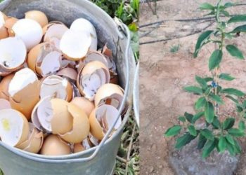 11 Verwendungsmöglichkeiten für Eierschalen für Haus und Garten