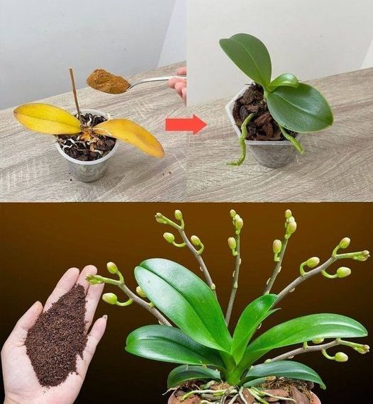 Nur ein Teelöffel, und plötzlich blüht die Orchidee auf wundersame Weise mit vielen Blumen