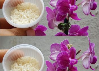 So vermehren Sie reichlich Orchideen, damit Sie sie nicht erneut kaufen müssen