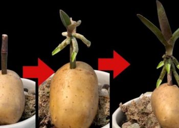 Orchideen, wie man sie mit einer Kartoffel endlos vermehrt