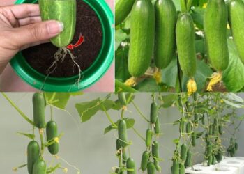 Gurken, züchten Sie sie so – vermeiden Sie Krankheiten und erzielen Sie große Ernten