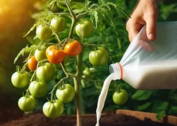 Bester günstiger organischer Dünger – Blast für Tomaten und Gurken