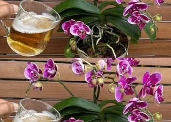 Nie mehr Orchideen mit Wasser gießen