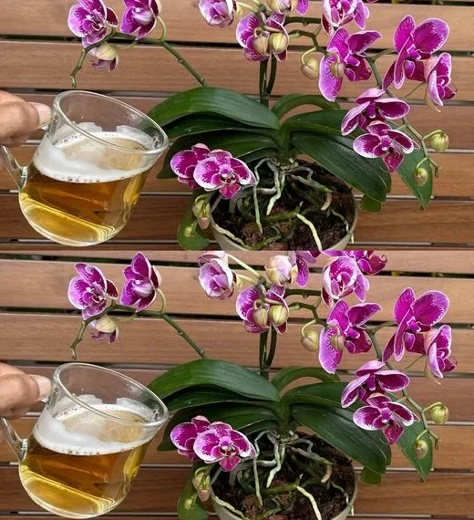 Nie mehr Orchideen mit Wasser gießen