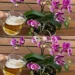 Nie mehr Orchideen mit Wasser gießen