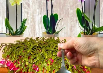 Nur 1 Teelöffel für jede Blume, die Sie zu Hause haben, und die Blüte ist gesichert