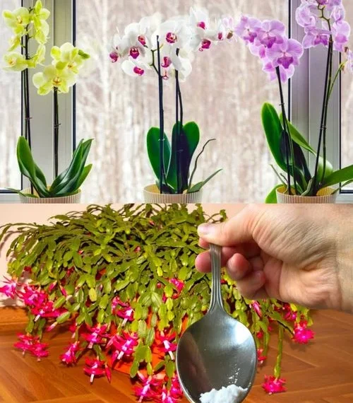 Nur 1 Teelöffel für jede Blume, die Sie zu Hause haben, und die Blüte ist gesichert