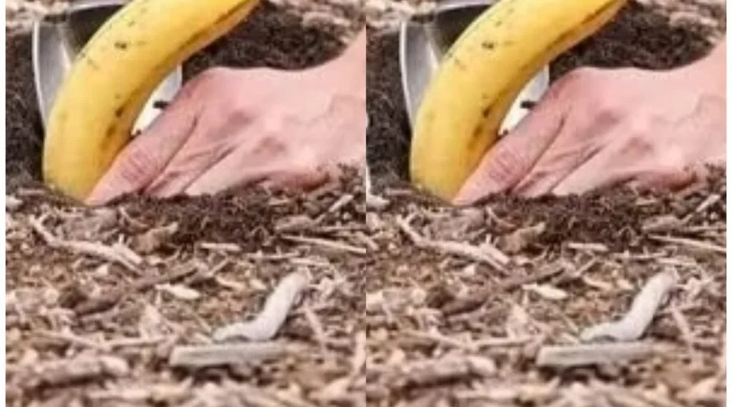Vergrabe eine Banane in der Erde: Es ist erstaunlich, was nach 7 Tagen passiert
