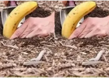 Vergrabe eine Banane in der Erde: Es ist erstaunlich, was nach 7 Tagen passiert