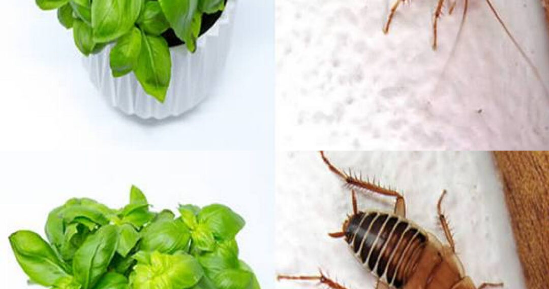 5 Pflanzen, die Spinnen, Ameisen, Fliegen und Mücken aus unseren Häusern fernhalten