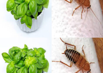 5 Pflanzen, die Spinnen, Ameisen, Fliegen und Mücken aus unseren Häusern fernhalten