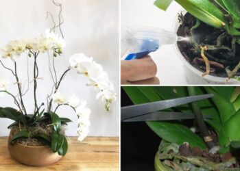 6 Tipps, um Orchideen blühend zu halten und sie jahrelang zu pflegen