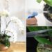6 Tipps, um Orchideen blühend zu halten und sie jahrelang zu pflegen