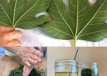 Die Kraft der Feigenblätter nutzen: Ein natürliches Heilmittel gegen Diabetes und mehr