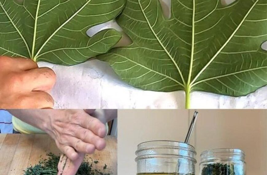 Die Kraft der Feigenblätter nutzen: Ein natürliches Heilmittel gegen Diabetes und mehr