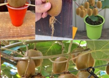 Kiwi- wie man den Kiwibaum pflanzt, züchtet und erntet