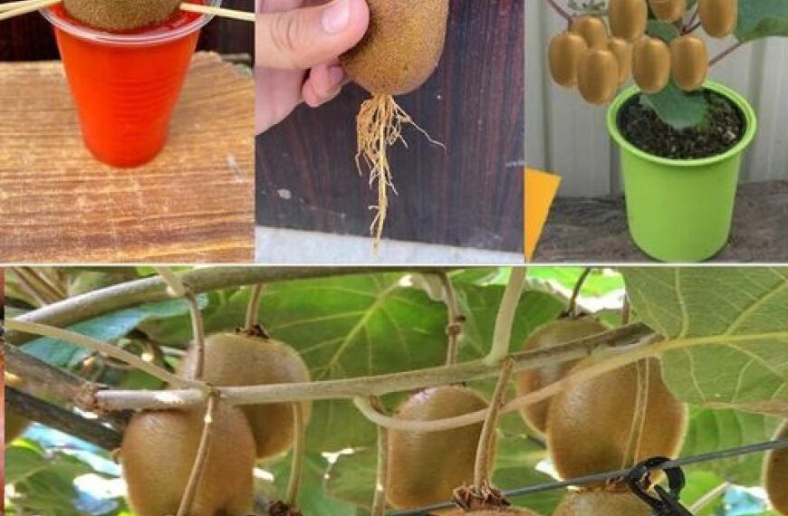 Kiwi- wie man den Kiwibaum pflanzt, züchtet und erntet
