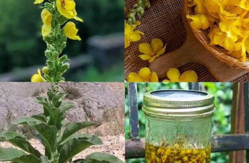 Königskerzenblüten: Einfache Geheimnisse für natürliche Heilung und Wohlbefinden