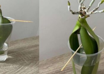 Orchideen, wie man sie ohne Wurzeln im Wasser wachsen lässt: Auf diese Weise werden sie sich sofort erholen