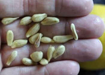 Machen Sie beim Auspressen von Zitronen nicht den Fehler, die Kerne wegzuwerfen: So verwendet sind sie Gold wert