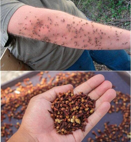 Mückenschutz: Insekten sind für lange Zeit verschwunden