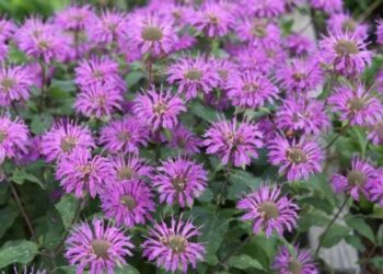 Weder Lavendel noch Minze, das ist die Pflanze, die Sie auf Ihren Balkon stellen sollten, um Mücken abzuschrecken