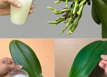 Gießen Sie damit Ihre Orchideenblüten