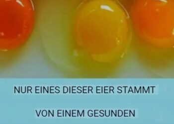 Alles, was du über das Ei wissen musst