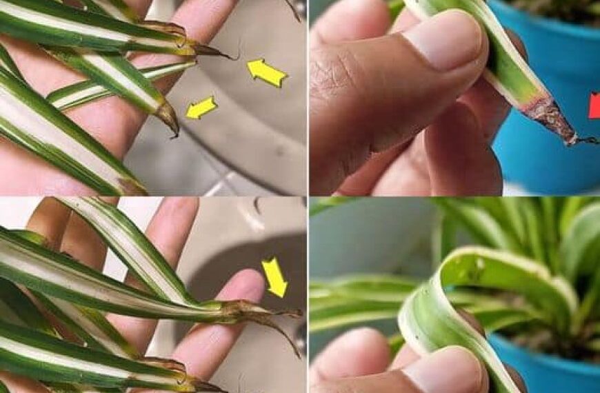 Warum werden die Blattspitzen der Grünlilie braun? Ursachen und Lösungen