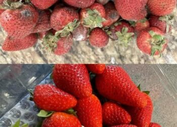 So bleiben Erdbeeren länger frisch