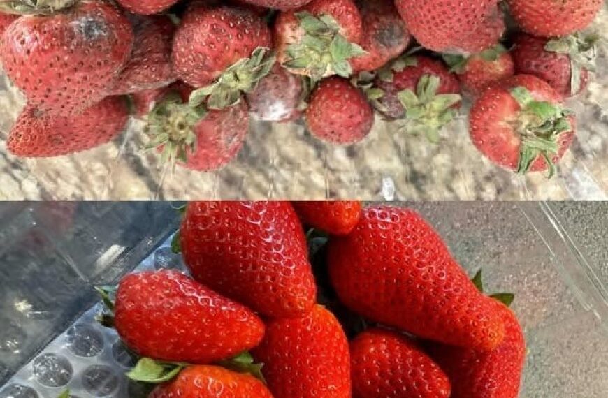 So bleiben Erdbeeren länger frisch