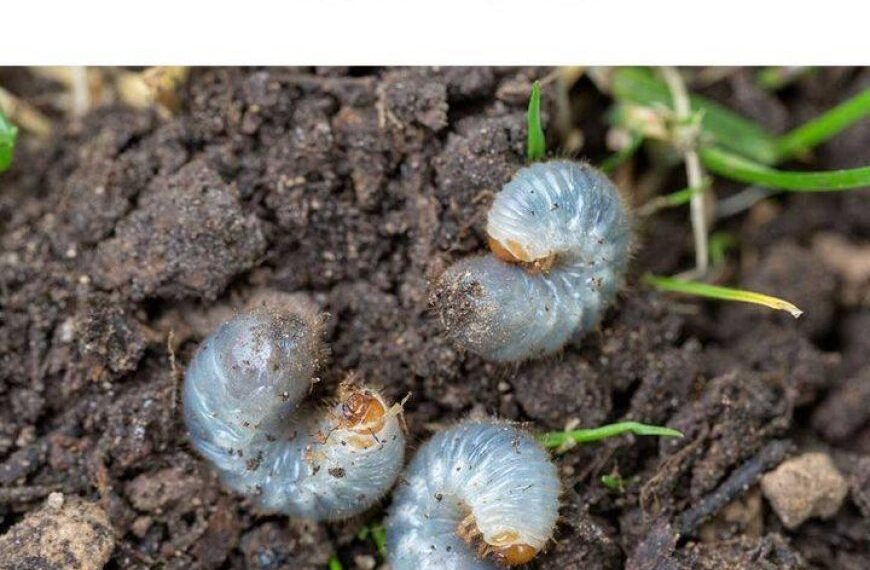Ich wünschte, ich hätte das früher gelesen! Engerlinge sind ein weit verbreiteter Feind von Rasenliebhabern und Gärtnern!