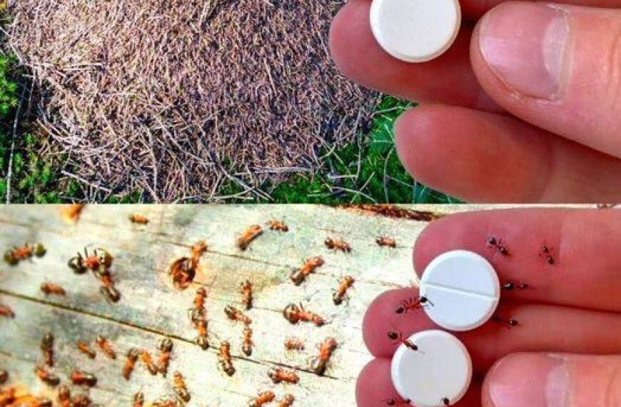 Ameisenfalle: Wie man Ameisen für immer loswird, ohne Pestizide zu verwenden