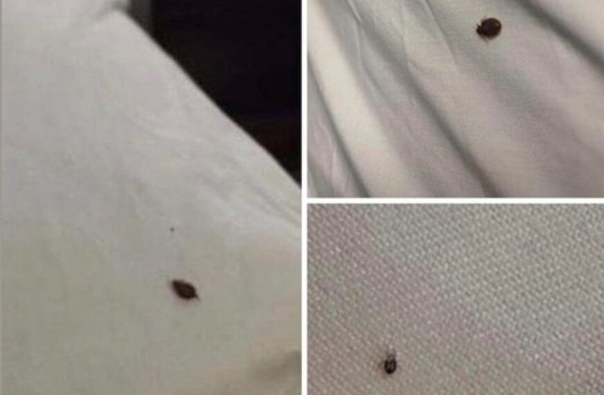 Wenn Sie Zecken in Ihrem Haus finden, sollten Sie Folgendes wissen