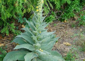 Wenn Sie über diese Pflanze stolpern, haben Sie Gold gefunden. Die meisten Leute gehen einfach daran vorbei, ohne eine Ahnung zu haben