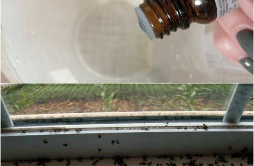 Ein paar Tropfen und keine einzige Fliege mehr im Haus