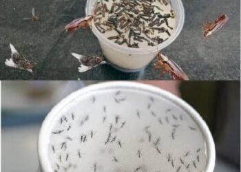 Natürliches Insektenschutzmittel: Eine einfache Küchenlösung zur Beseitigung von Fliegen